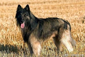 比利時(shí)特伏丹犬怎么護(hù)理 毛發(fā)護(hù)理方法介紹