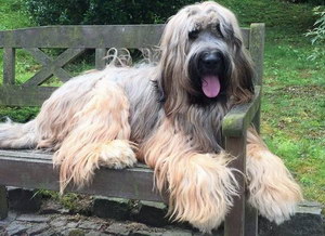 布雷獵犬耳朵怎么清潔 伯瑞犬耳朵護理方法