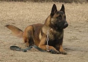 比利時(shí)特伏丹犬怎么梳毛 比利時(shí)特伏丹犬梳毛步驟