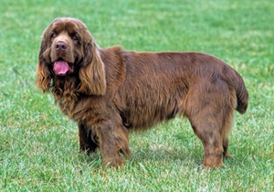 蘇塞克斯獵犬耳朵怎么清理 蘇塞克斯獵犬耳朵清理教程