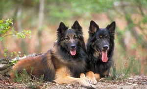 比利時(shí)特伏丹犬怎么養(yǎng) 比利時(shí)特伏丹犬飼養(yǎng)方法