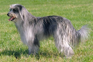 比利牛斯牧羊犬好養嗎 比利牛斯牧羊犬飼養技巧