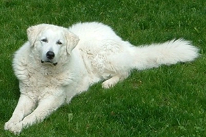 庫瓦茲犬指甲怎么修剪 庫瓦茲犬指甲修剪方法