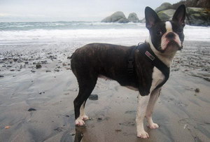 波士頓梗牙齒怎么清潔 波士頓梗口腔護理流程