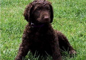 卷毛尋回犬耳朵怎么清潔 卷毛尋回犬耳朵護理流程