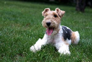 剛毛獵狐梗怎么護理 剛毛獵狐梗護理方法