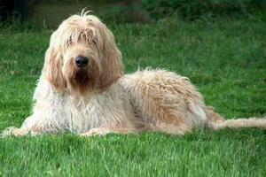 波蘭德斯布比野犬自制狗糧配方推薦