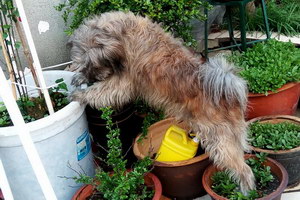 西藏梗怎么洗澡 西藏梗洗澡注意事項