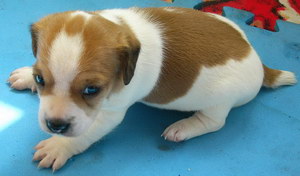 杰克羅素梗怎么修剪指甲 杰克羅素梗剪指甲技巧