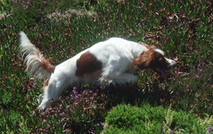 愛爾蘭紅白雪達犬多久喂一次 愛爾蘭紅白雪達犬喂食介紹