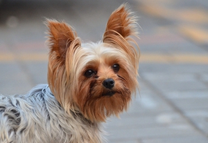 澳大利亞梗怎么洗澡 澳大利亞梗洗澡步驟