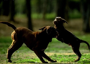 玩具曼徹斯特犬被毛怎么護(hù)理 被毛護(hù)理小技巧