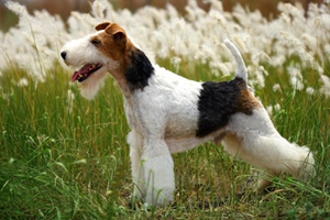 剛毛獵狐梗好養嗎 剛毛獵狐梗飼養方法