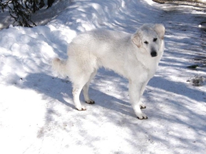 庫瓦茲犬怎么喂養 庫瓦茲犬喂養指導