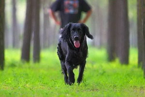 卷毛尋回犬怎么自制狗糧 卷毛尋回犬自制狗糧流程詳解