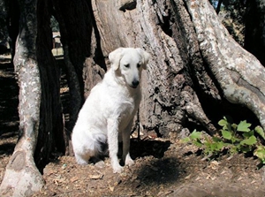 庫瓦茲犬不能吃什么 庫瓦茲犬禁忌食物介紹
