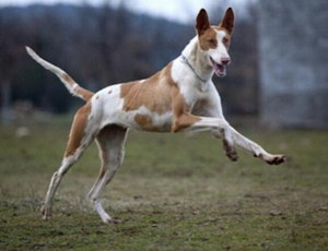 伊比贊獵犬怎么美容 伊比贊獵犬美容方法