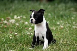 波士頓梗耳朵怎么清潔 波士頓梗耳朵護(hù)理方法