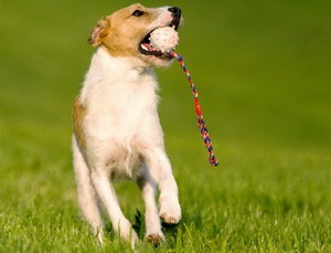 杰克羅素梗牙齒怎么護理 杰克羅素?？谇磺鍧嵎椒?></em><p>杰克羅素梗牙齒怎么護理 杰克羅素?？谇磺鍧嵎椒?/p><span>2024-06-22</span></a></li><li><a title=