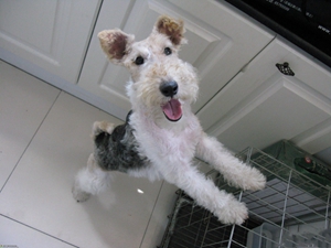 剛毛獵狐梗吃什么狗糧 剛毛獵狐梗狗糧推薦