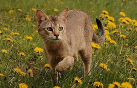 非洲獅子貓尿路感染怎么辦 尿路感染治療方法