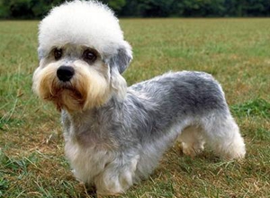 幼犬性格怎么測試 幼犬性格測試方法