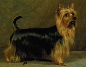 澳大利亞梗怎么修毛 澳大利亞梗修毛方法