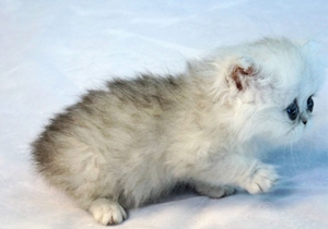 金吉拉貓發情有什么表現 金吉拉貓發情表現介紹