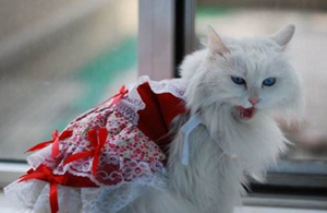 怎么喂食沒出乳牙的蒂凡尼貓幼貓