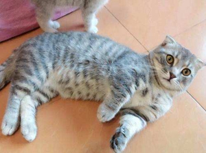 曼基康貓產后嘔吐怎么回事 曼基康貓產后嘔吐原因介紹