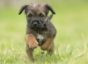 怎么測試狗狗性格 汪星人性格測試方法