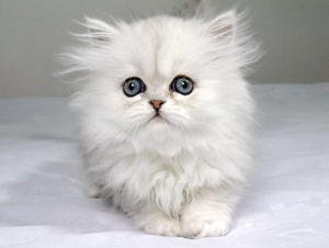 金吉拉貓難產怎么辦 金吉拉貓難產解決辦法