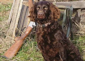 博伊金獵犬怎么養(yǎng) 飼養(yǎng)注意事項(xiàng)