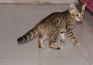 豹貓產后出血怎么辦 豹貓產后出血治療方法