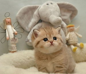 貓貓皮膚病怎么治療