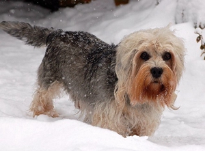 怎么給短腳長身梗拔耳毛 短腳長身梗拔耳毛方法