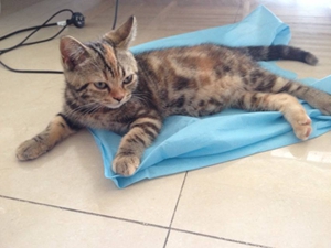 美國短毛貓懷孕要注意什么 美國短毛貓懷孕注意事項