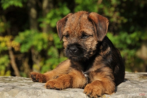 邊境梗毛發(fā)怎么修剪 邊境梗毛發(fā)修剪技巧