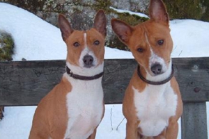 巴仙吉犬耳朵怎么清潔 巴仙吉犬耳朵清潔方法