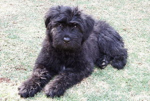 波蘭德斯布比野犬怎么剪指甲 波蘭德斯布比野犬剪指甲技巧