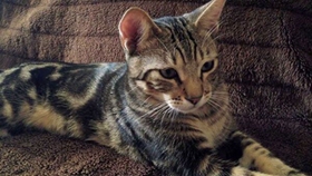 肯尼亞貓被魚刺卡住怎么辦 魚刺卡住解決辦法