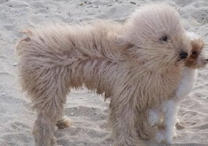 波利犬毛發怎么護理 波利犬毛發梳理方法