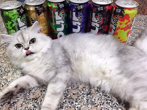 金吉拉貓產后要注意什么 金吉拉貓產后護理手冊