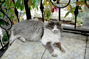 挪威森林貓孕期怎么吃 挪威森林貓孕期飲食介紹