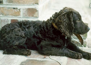 博伊金獵犬怎么美容 博伊金獵犬毛發(fā)美容方法