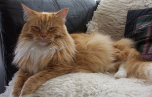 英國(guó)長(zhǎng)毛貓?jiān)趺粗a(chǎn) 英國(guó)長(zhǎng)毛貓生產(chǎn)助產(chǎn)方法