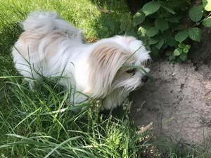 拉薩犬怎么洗澡 拉薩犬洗澡方法及注意事項