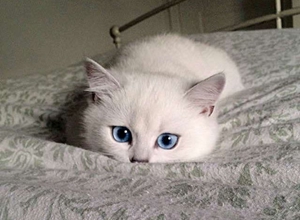 貓咪角膜炎用什么藥 貓咪角膜炎用藥介紹