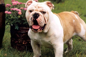 斗牛獒犬不能吃什么 斗牛獒犬喂食禁忌要點