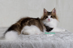 挪威森林貓產后缺鈣怎么辦 產后缺鈣癥狀及治療方法